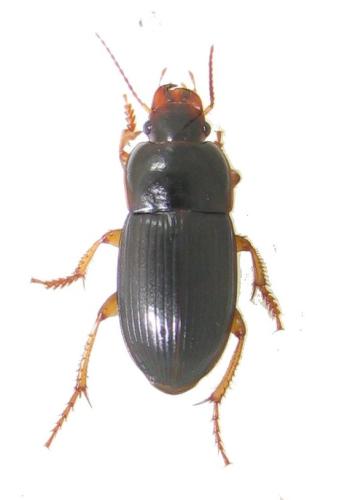 Réf. 329 746 : Harpalus latus